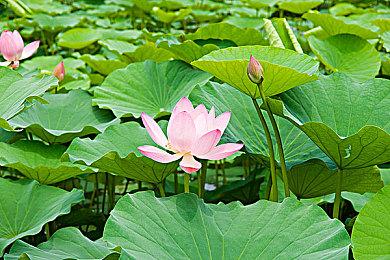 拳头透露《VALORANT》新特工“菲德” 4月25日正式公布